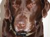Labrador retriever Emma