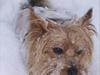 Yorkshire terrier Popay <3  