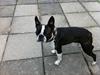 Boston terrier EQ High Voltage / Teddi