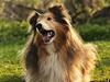 Collie langhåret Lassie