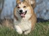 Welsh corgi pembroke Birkebakkens Dolly