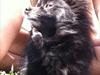 Pomeranian Gaia's pure black Phoebe [ Himmelhund]