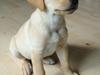 Labrador retriever Doozy