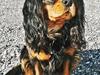 Cavalier king charles spaniel Hannibal [Tidl. hund]