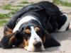 Basset hound Frida