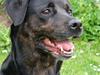 Blanding af racer R.I.P. Tiger <3 [ Himmelhund]