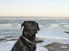 Labrador retriever Buster
