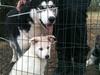 Siberian husky Mischa