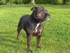 Staffordshire bull terrier Point of View Annie