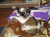 Pekingeser Berta
