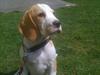 Beagle Victor