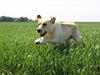 Labrador retriever Laban