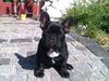 Fransk bulldog Lucky Seven's Chang