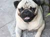 Mops Gizmo