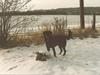 Labrador retriever King <3 R.I.P. [ Himmelhund]