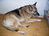 Schæferhund Jack [ Himmelhund]