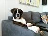 Boxer Kuranes Benzo