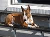 Bullterrier miniature Bruni Banani