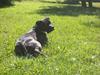 Amerikansk staffordshire terrier Chicco
