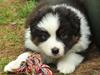 Australian shepherd Missnutts For Ever Afra - Selma