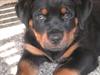 Rottweiler Amarni