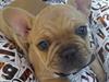 Fransk bulldog Albert