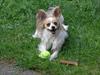 Papillon Balou 