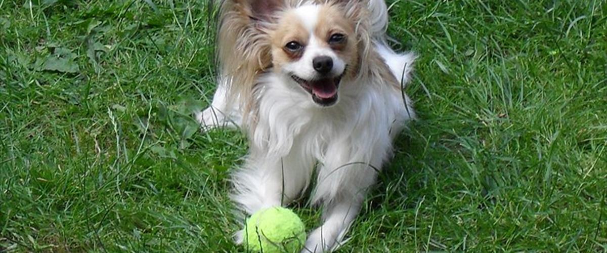 Papillon Balou 2007 Balou er en dejlig lille hund&hellip;