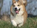 Welsh corgi pembroke Birkebakkens Dolly