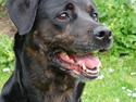 Blanding af racer R.I.P. Tiger <3