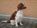Welsh springer spaniel Lloer's Tale of Gold *Sally*