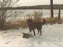 Labrador retriever King <3 R.I.P.
