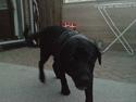 Labrador retriever Simba