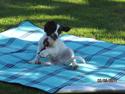 Engelsk springer spaniel Monty (FT)