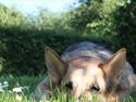 Schæferhund Tessa | Tuttermulen. <3