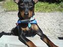 Dvaergpinscher Bevi Zakie
