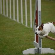 Jack russell terrier Plet (R.I.P.)