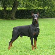 Dobermann Nero