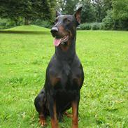 Dobermann Nero
