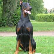 Dobermann Nero