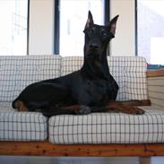 Dobermann Nero