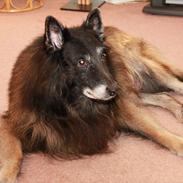 Belgisk hyrdehund Zorro - Stambogført som "Marco´s Zobbo"