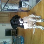 Blanding af racer rumle