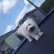 Coton de tulear buller