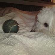 Coton de tulear buller