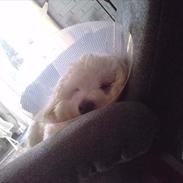 Coton de tulear buller