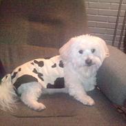 Coton de tulear buller