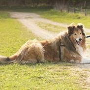 Collie langhåret Lassie