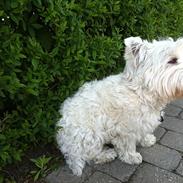 West highland white terrier Wilma