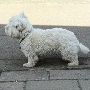 West highland white terrier Wilma